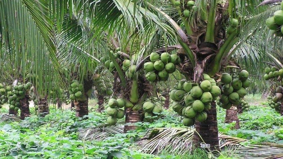 Farming for a sustainable tomorrow: Parachute Kalpavriksha Foundation's path to agricultural transformation